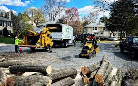 How Our Tree Care Process Works  in  Star Valley Ranch, WY